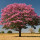 Розово дърво Ipê