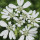 Бяло дантелено цвете
