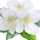 Бели цветя