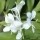 Бяла джинджифилова лилия